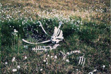 Caribou remains